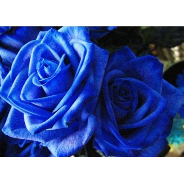 青いバラ…「ブルーローズ」【５本】の花束、BOX入り