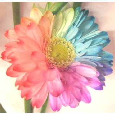 レインボーガーベラ【10本】の花束